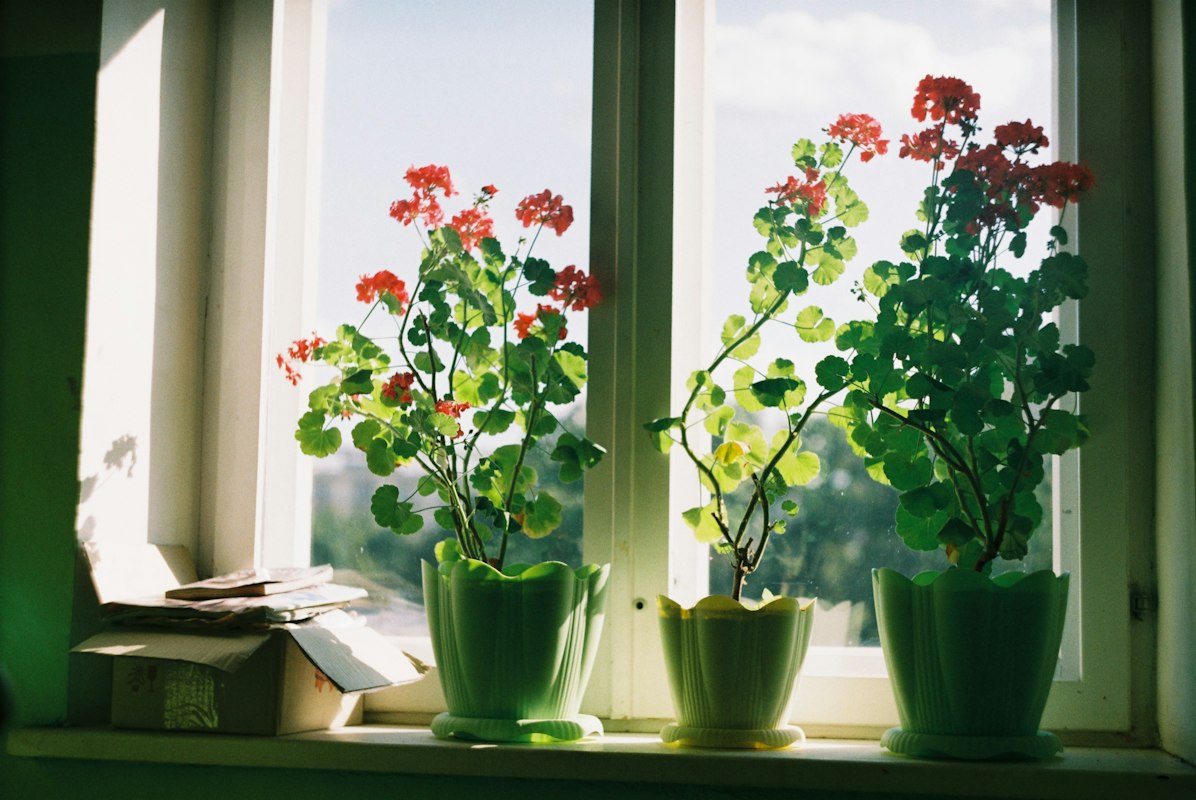 Pothos