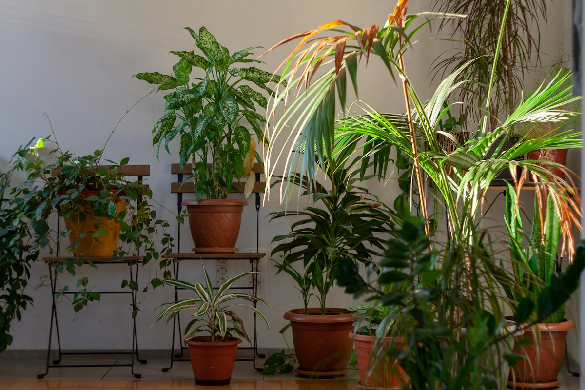 Indoorplantcareinfo redakcia a rastliny